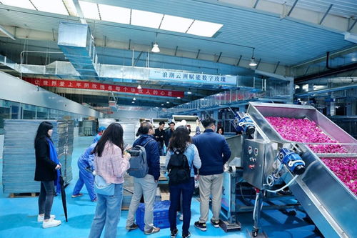 浪潮云洲 系牢數(shù)字黨建結,遍鋪平陰玫瑰香